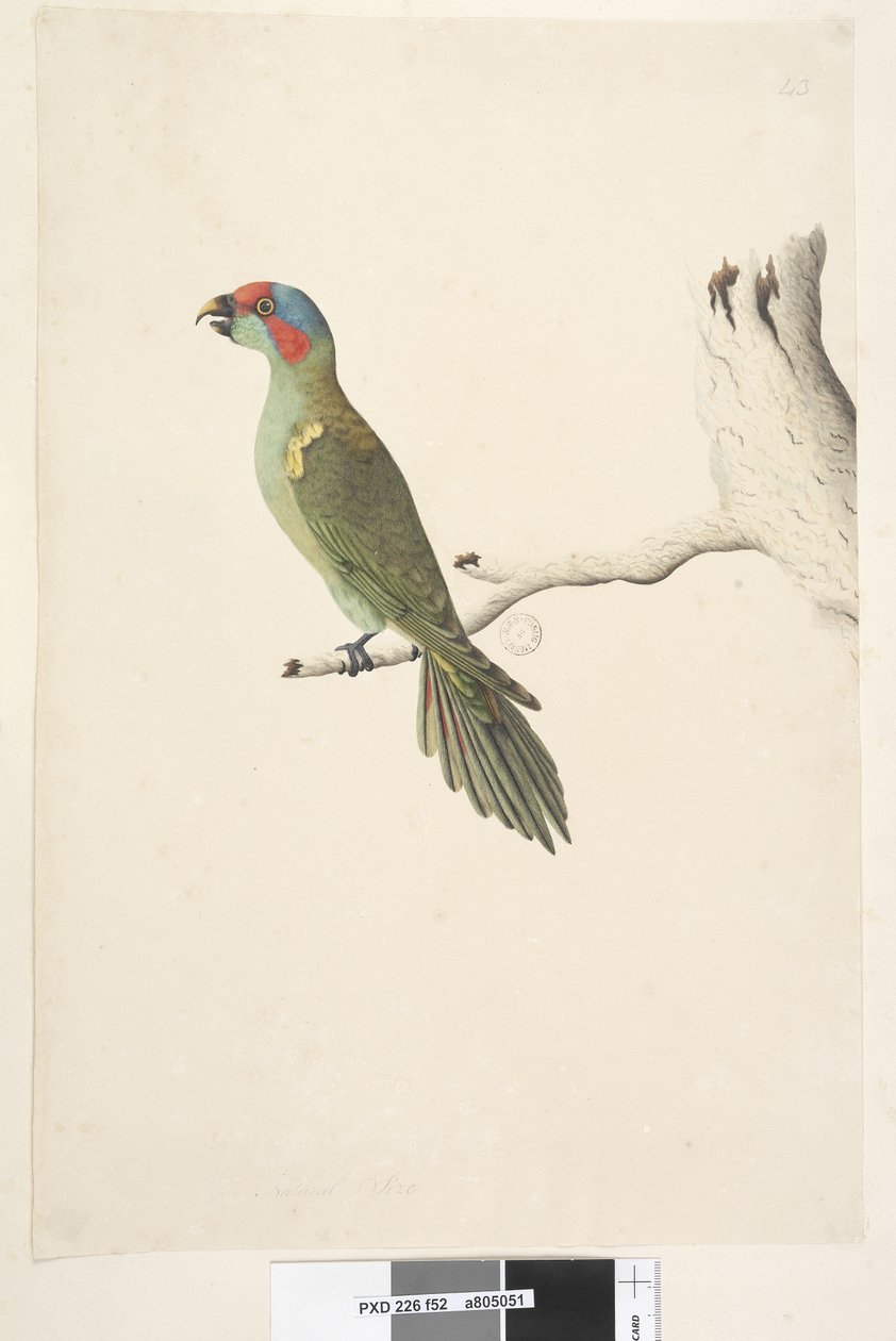 Sida 52. Naturlig storlek Mysk Lorikeet Glossopsitta concolor, 1791-92 av Unknown artist