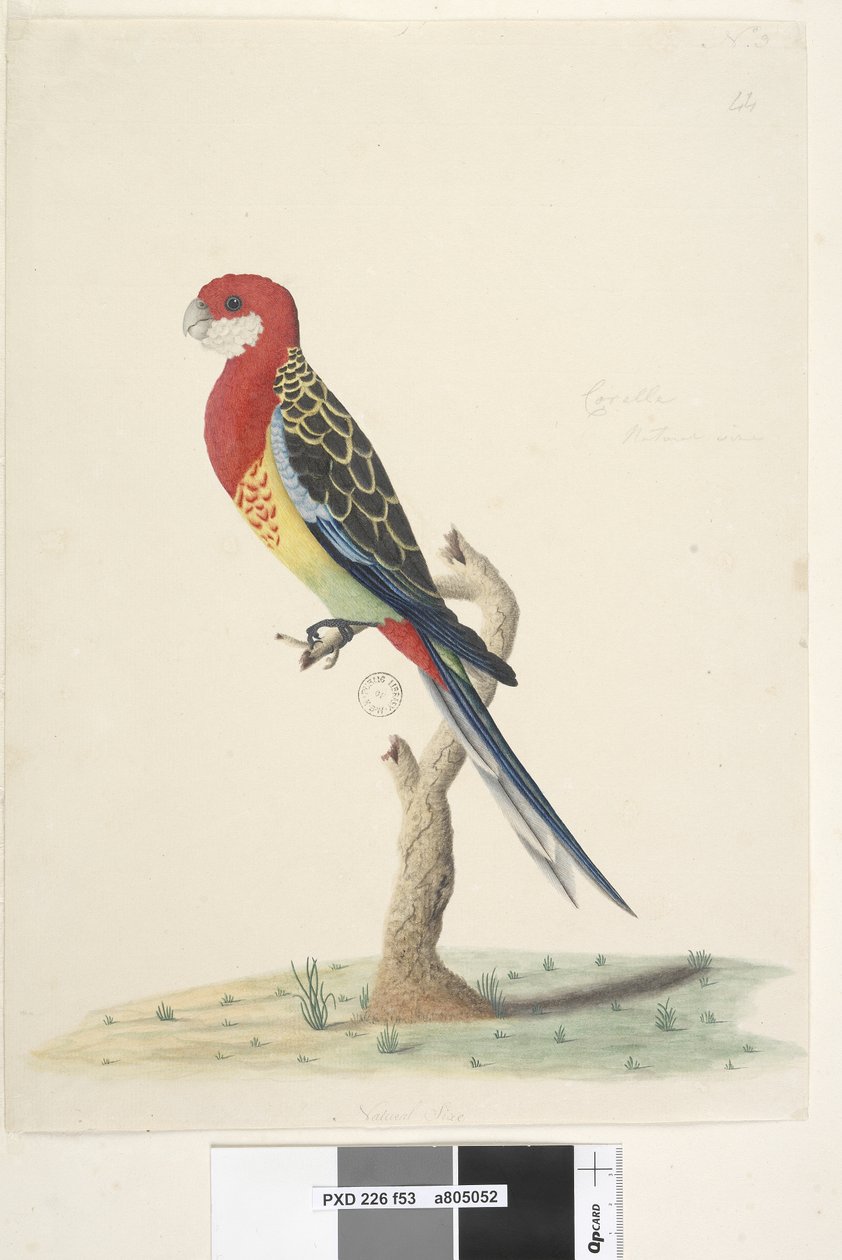 Sida 53. Kakadua. Naturlig storlek Eastern Rosella Platycercus eximius, 1791-92 av Unknown artist