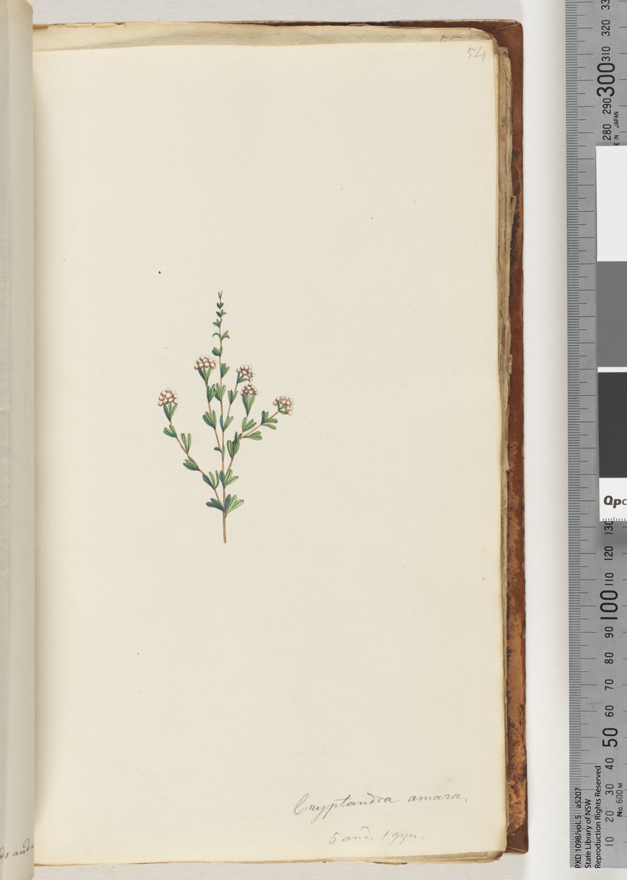 Sida 54. Cryptandra amara. 5 och 1 gyn. Litet blad Cryptandra (akvarell) av Unknown artist