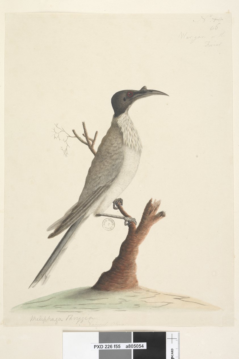 Sida 55. Wer,gan eller Friaren. nere till vänster i en annan hand Meliphaga Phrygia. i nedre mitten i tredje hand Naturlig storlek Noisy Friarbird Philemon corniculatus, 1791-92 av Unknown artist