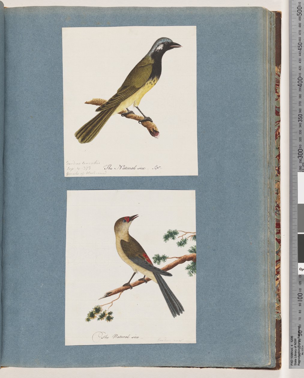 Sida 56. Oidentifierad fågel. Turdus leucotis. 57. Rödbrynad fink. Turdus ny av Unknown artist