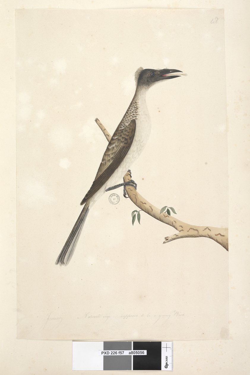 Sida 57. Januari. Naturlig storlek, antas vara en ung fågel Noisy Friarbird Philemon corniculatus, 1791-92 av Unknown artist