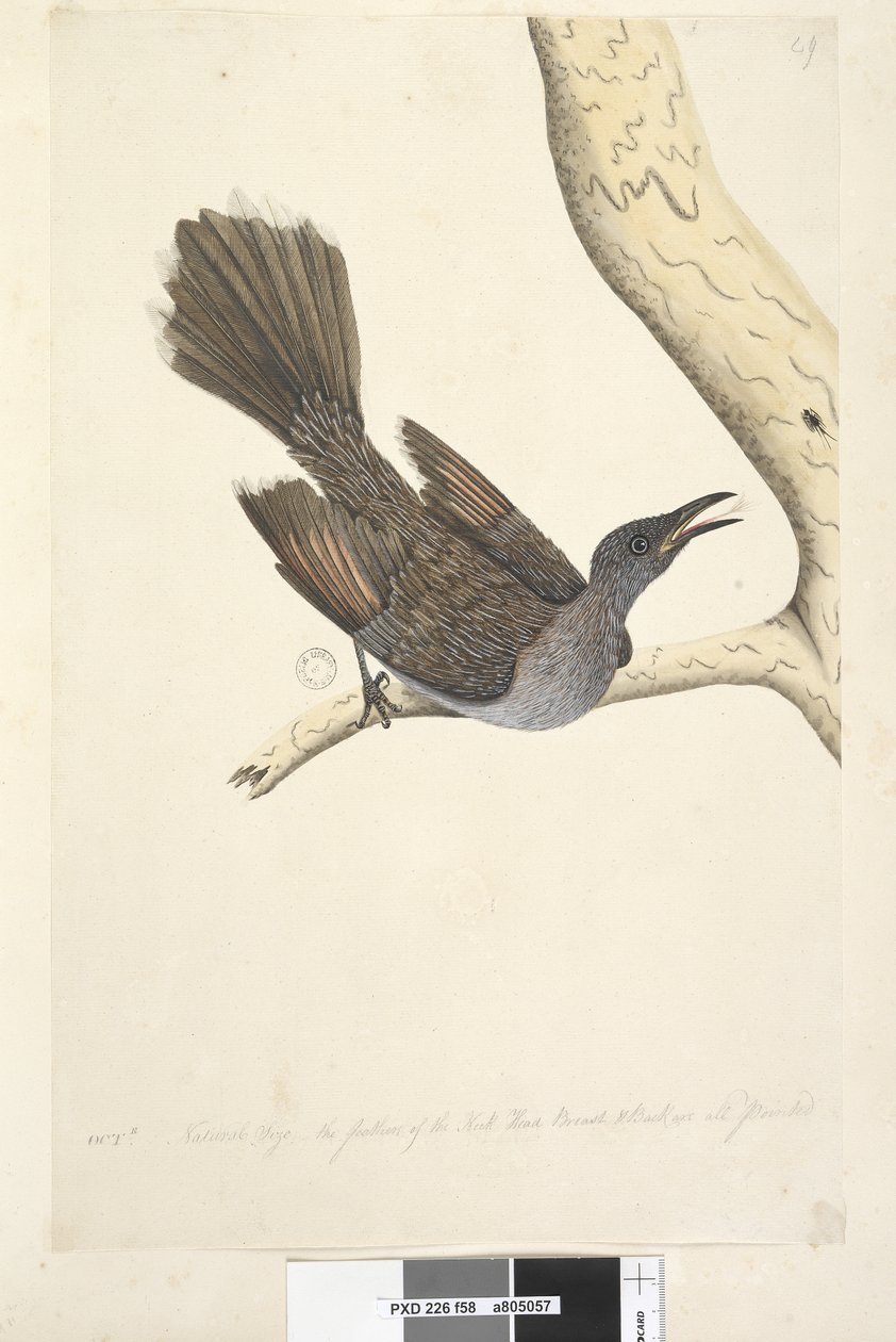 Sida 58. Oktr. Naturlig storlek, fjädrarna på halshuvudet bröst & rygg är alla spetsiga Brush Wattle, Bird Anthochaera chrysoptera, 1791-92 av Unknown artist