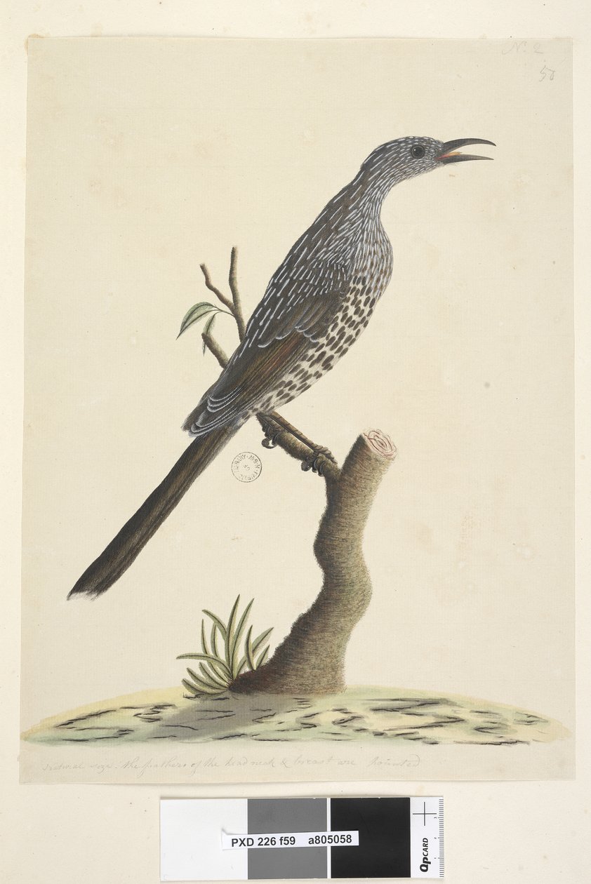 Sida 59. Naturlig storlek, fjädrarna på huvudets hals och bröst är spetsiga Brush Wattle, Bird Anthochaera chrysoptera, 1791-92 av Unknown artist