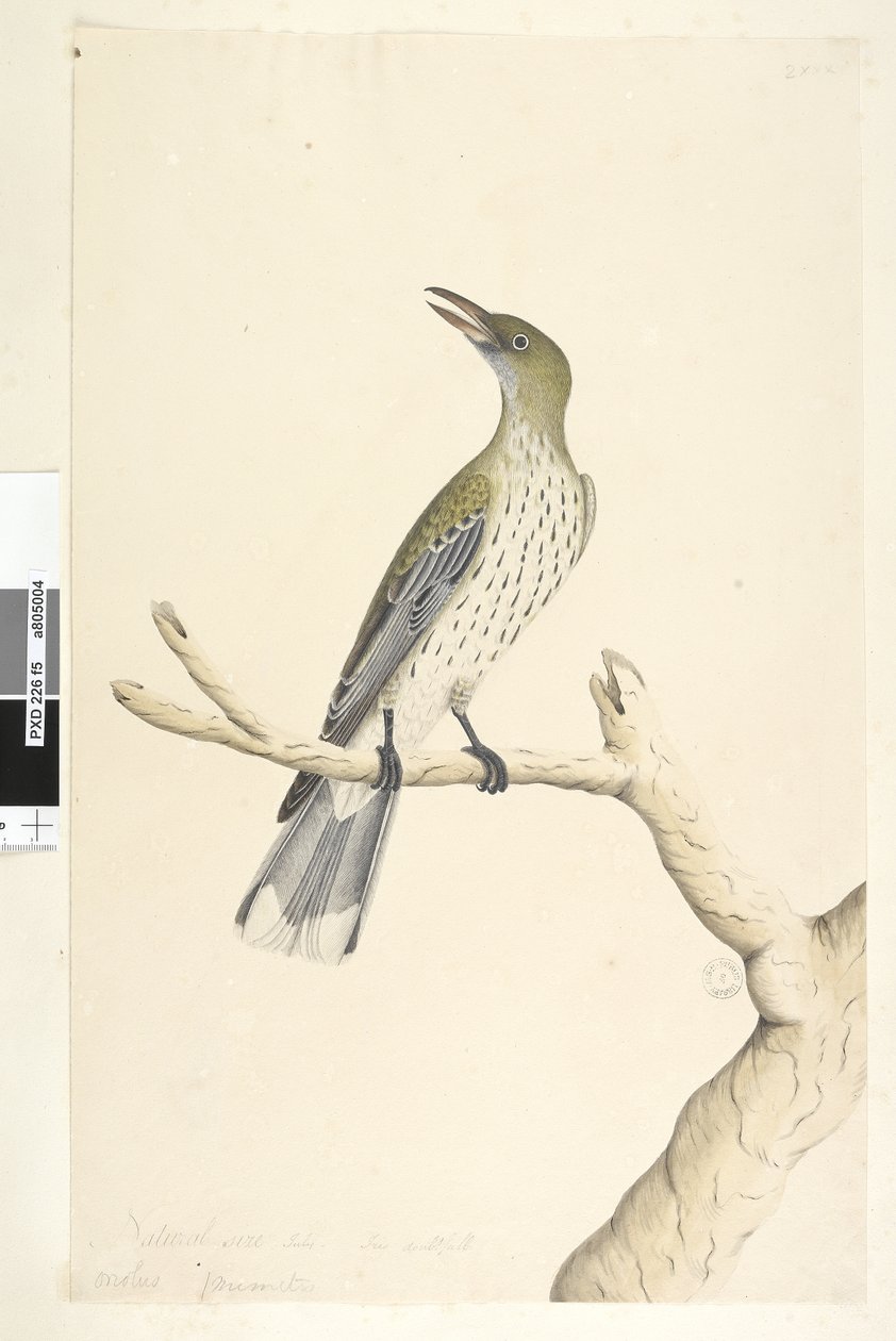 Sida 5. Oriolus mimetis. ovan titel i annan hand Naturlig storlek. Juli, iris tveksam oliv, ryggad Oriole Oriolus sagittatus, 1791-92 av Unknown artist
