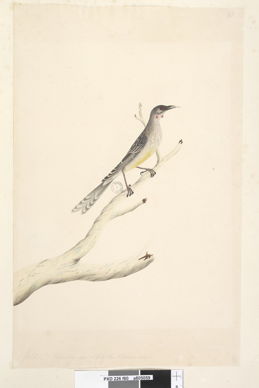 Sida 60. Juni. Minskad i skala till hälften av den naturliga storleken Red Wattle, Bird Anthochaera carunculata, 1791-92 av Unknown artist