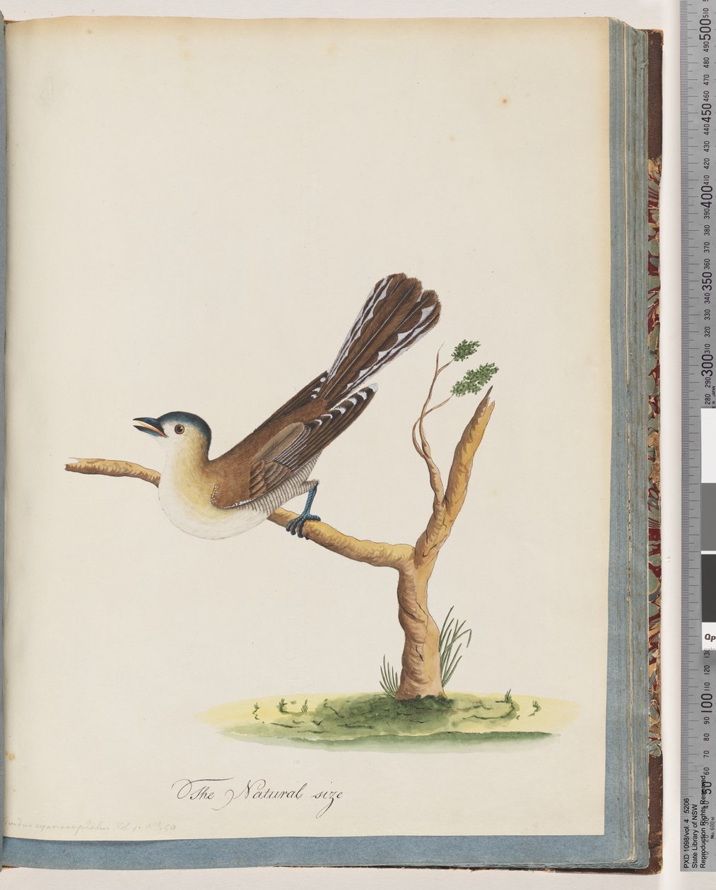 Sida 60. Oidentifierad fågel. Turdus cyanocephalus. Blåhårig trast av Unknown artist
