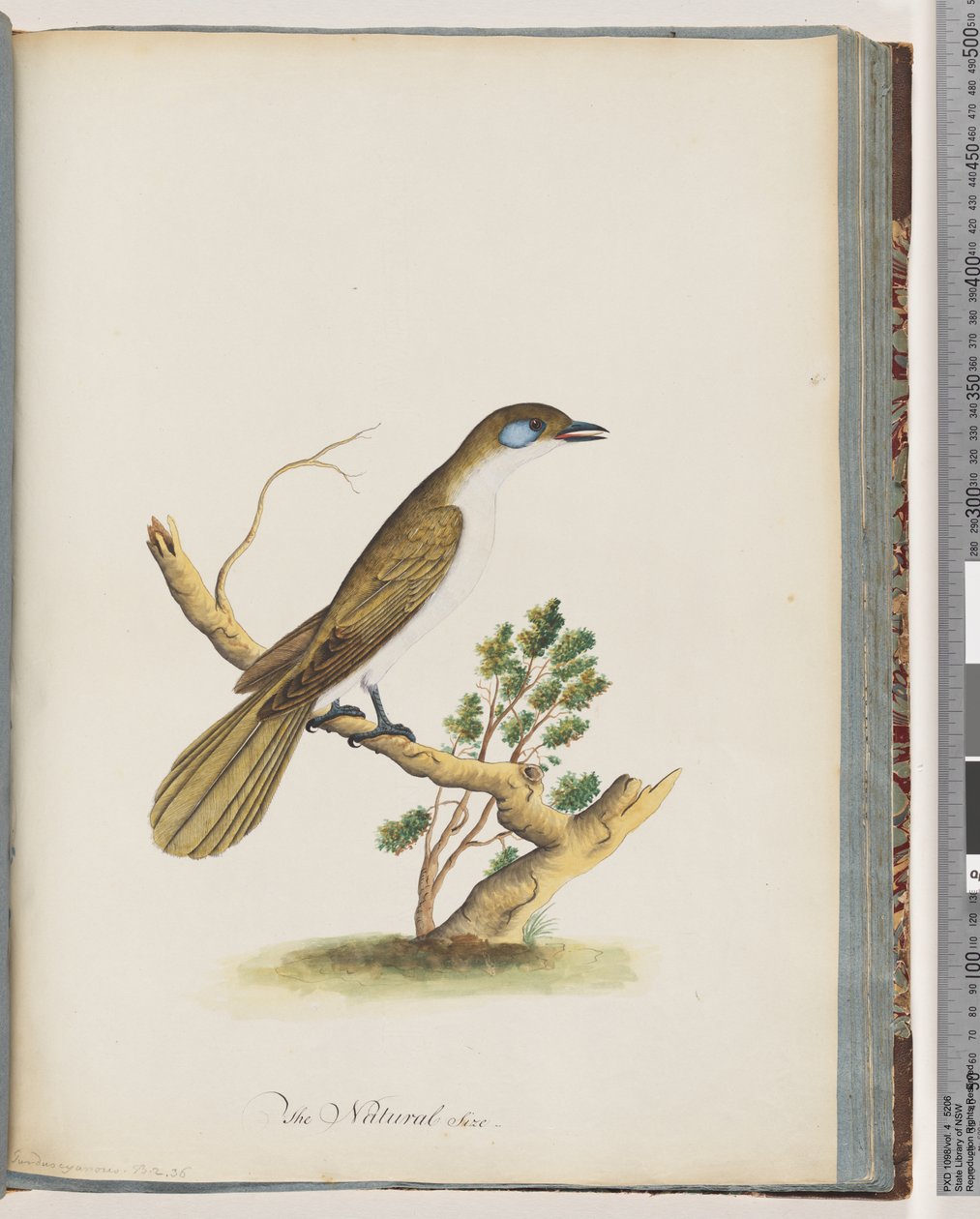 Sida 61. Blue-faced Honeyeater. Turdus cyanoris. Blåkindad trast av Unknown artist