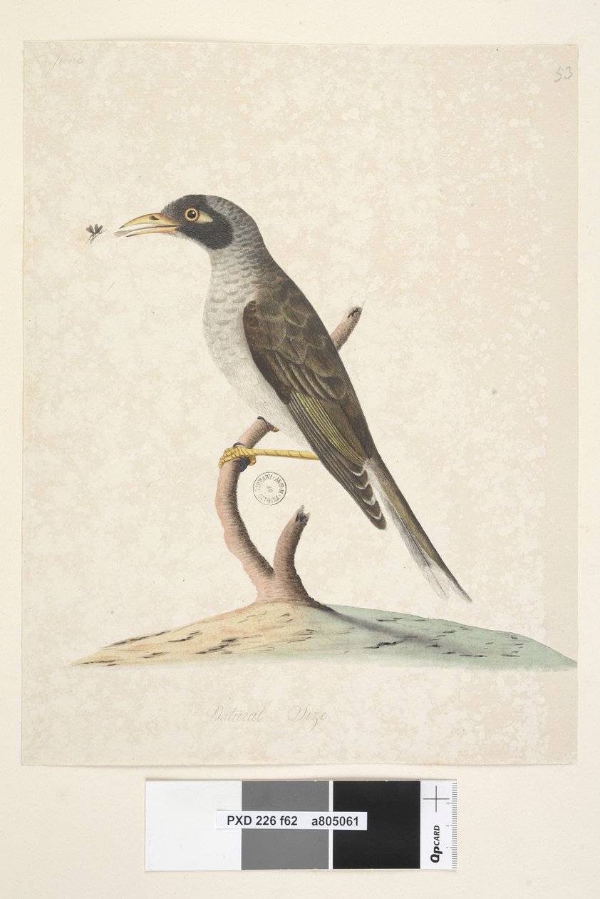 Sida 62. Juni. Naturlig storlek Noisy Miner Myzantha melanocephala, 1791-92 av Unknown artist