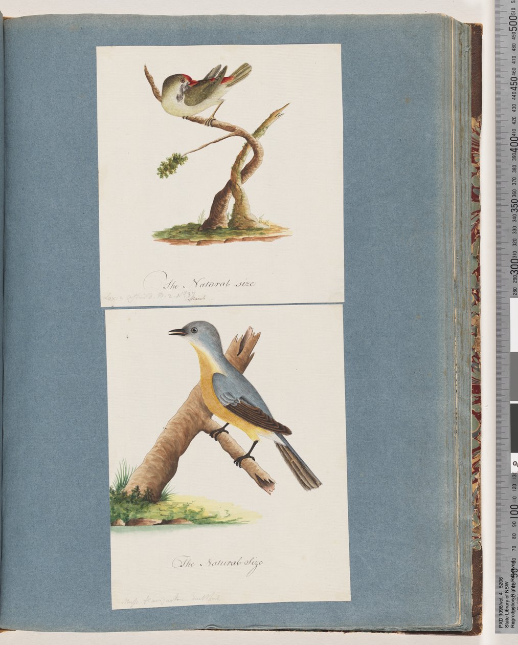 Sida 62. Rödbrynad fink. Loxia astrild. 63. Oidentifierad fågel. Muscicapa flavigastra av Unknown artist
