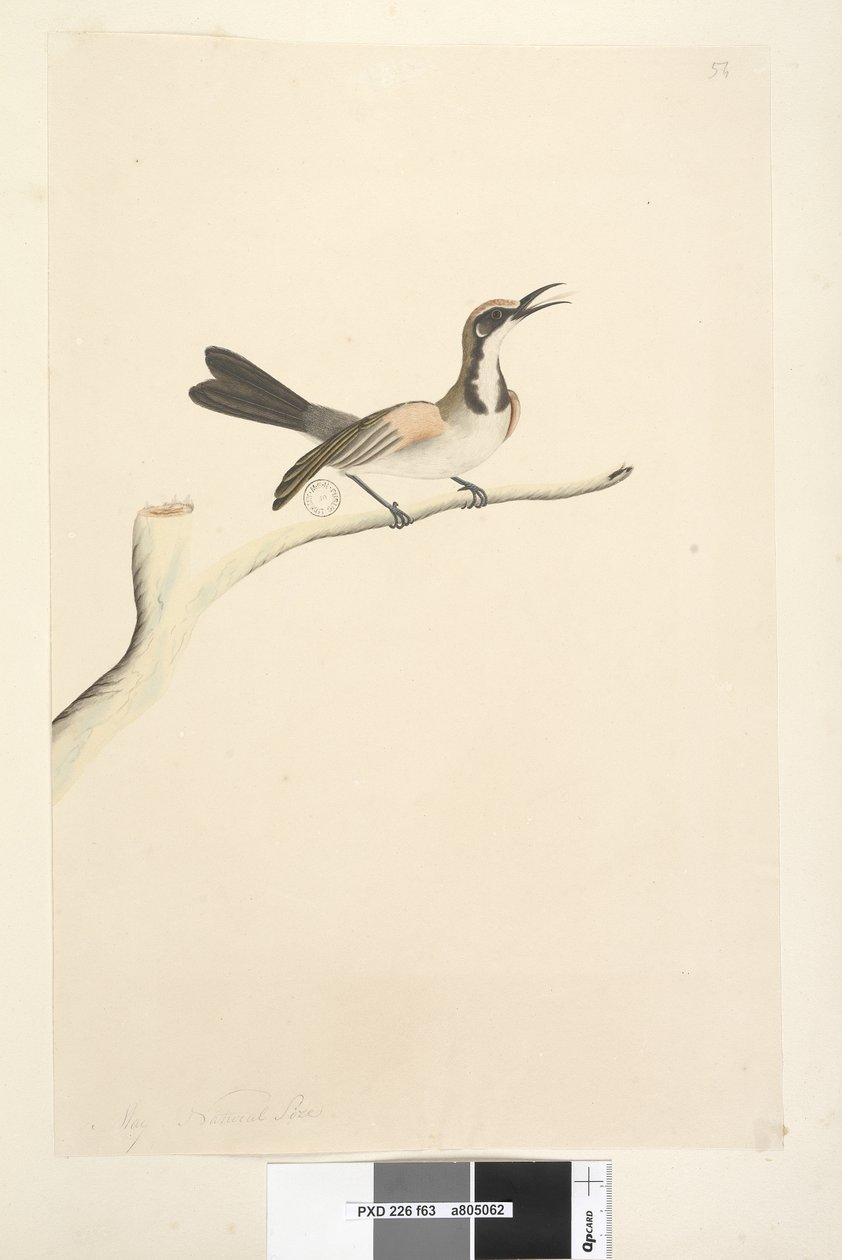 Sida 63. Maj. Naturlig storlek Tawny Crowned Honeyeater Phylidonyris melanops, 1791-92 av Unknown artist