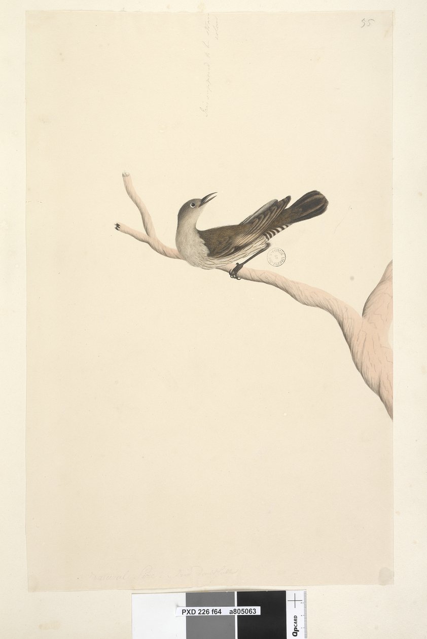 Sida 64. Naturlig storlek. Iris tveksam. Iris som ska vara halmfärgad Brunt träd, Creeper Climacteris picumnus, 1791-92 av Unknown artist
