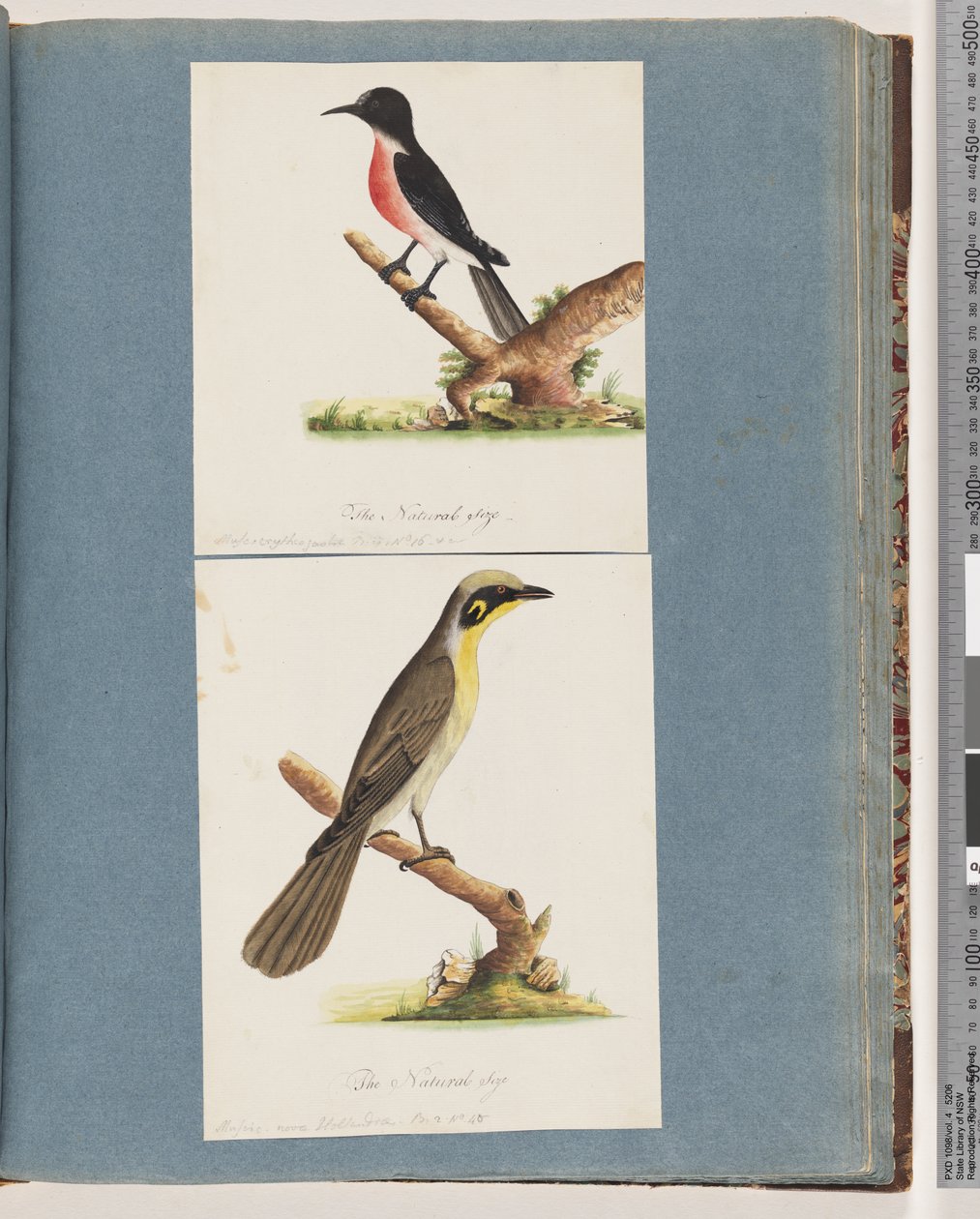 Sida 64. Scarlet Robin. Krytrogastrans fluga. 65. Gultuftad honungsätare. Muscicapa Nova Hollandiae av Unknown artist