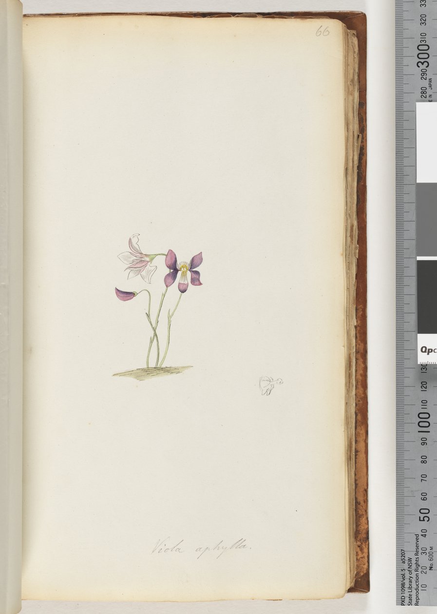 Sida 66. Viola aphylla / Wild Violet av Unknown artist