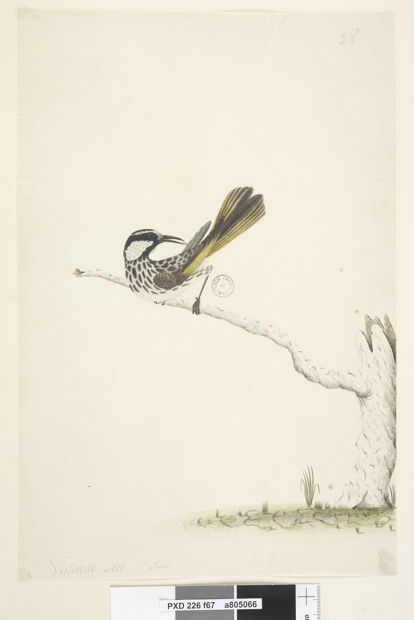 Sida 67. Naturlig storlek,  junivit, kindad honungsätare Phylidonyris nigra, 1791-92 av Unknown artist