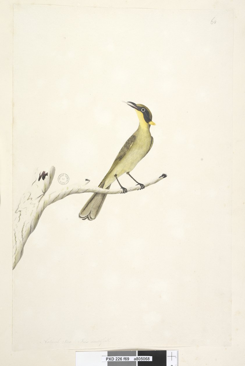Page 69. Natural size. Iris doubtfull Yellow, Tufted Honeyeater Lichenostomus melanops, 1791-92 av Unknown artist