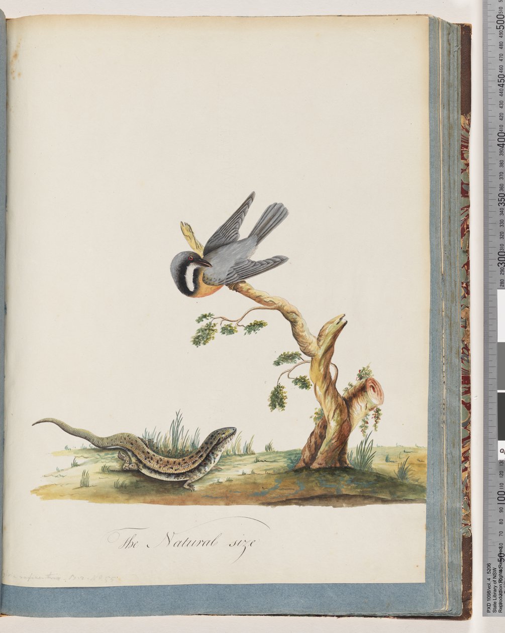 Sida 69. Oidentifierad fågel med en ödla. Sylvia rufirostris av Unknown artist