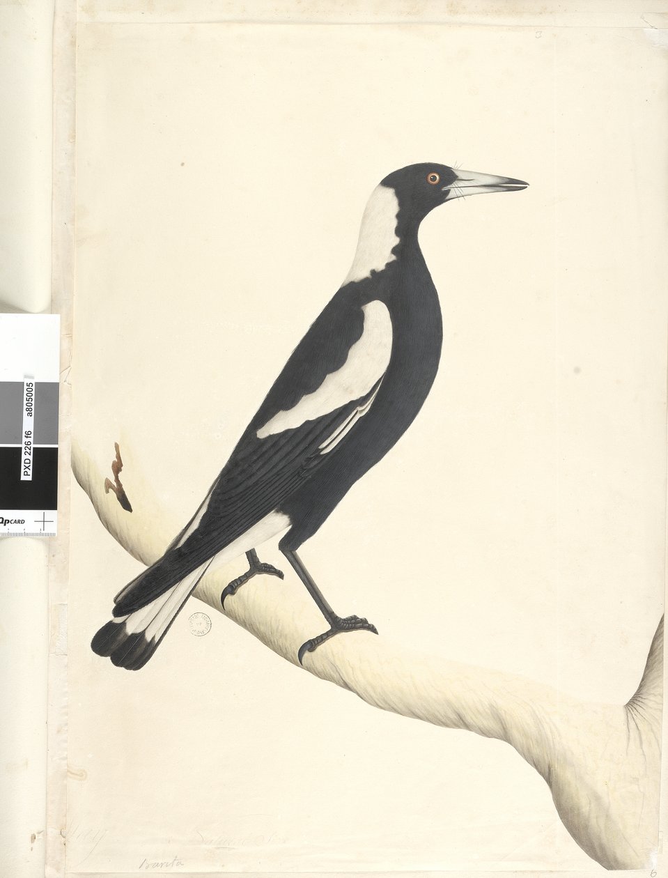 Sida 6. Barita. ovan titel i annan hand maj. Naturlig storlek Svart, Ryggskata Gymnorhina tibicen, 1791-92 av Unknown artist