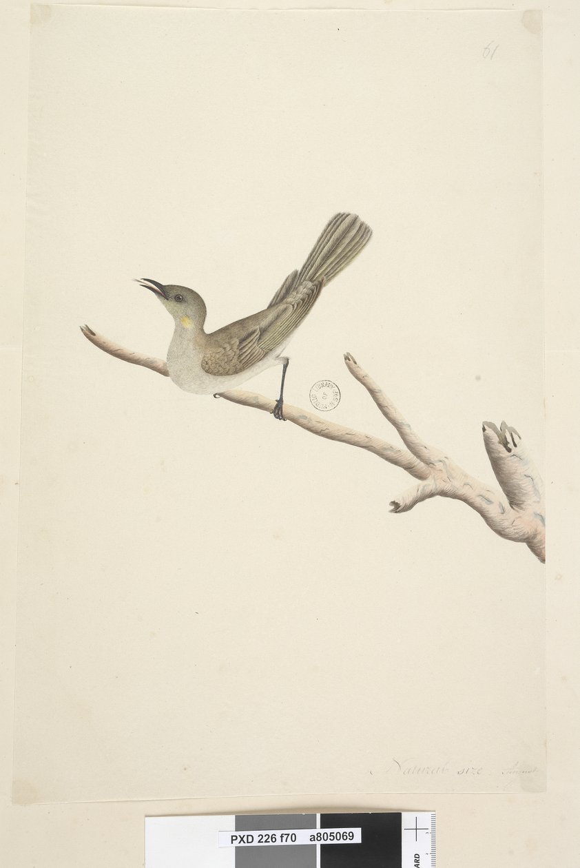 Sida 70. Naturlig storlek. August Fuscous honungsätare Lichenostomus fuscus, 1791-92 av Unknown artist