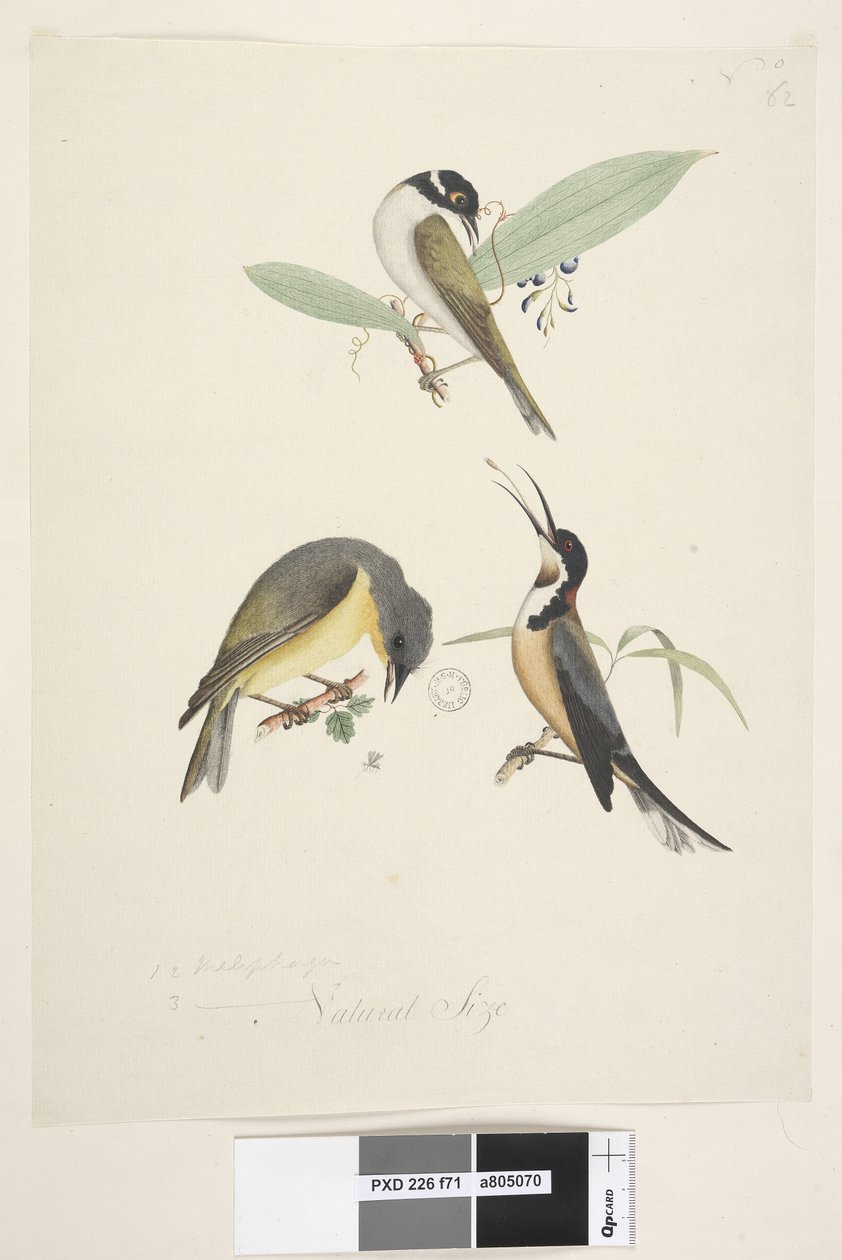 Sida 71. 1, 2. Meliphaga. 3., ? i nedre mitten i olika hand Naturlig storlek. Tre fåglar visas: 1. Vit, naken honungsätare av Unknown artist