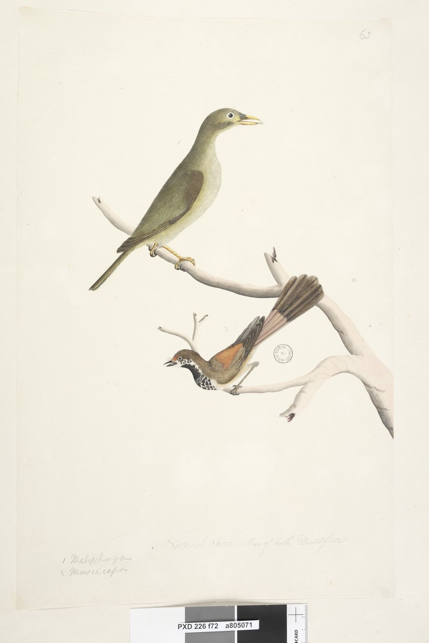 Sida 72. 1. Meliphaga. 2. Muscicapa. Naturlig storlek. Iris av båda tveksamt. Bell Miner Manorina melanophrys and Rhipidura rufifrons, 1791-92 av Unknown artist