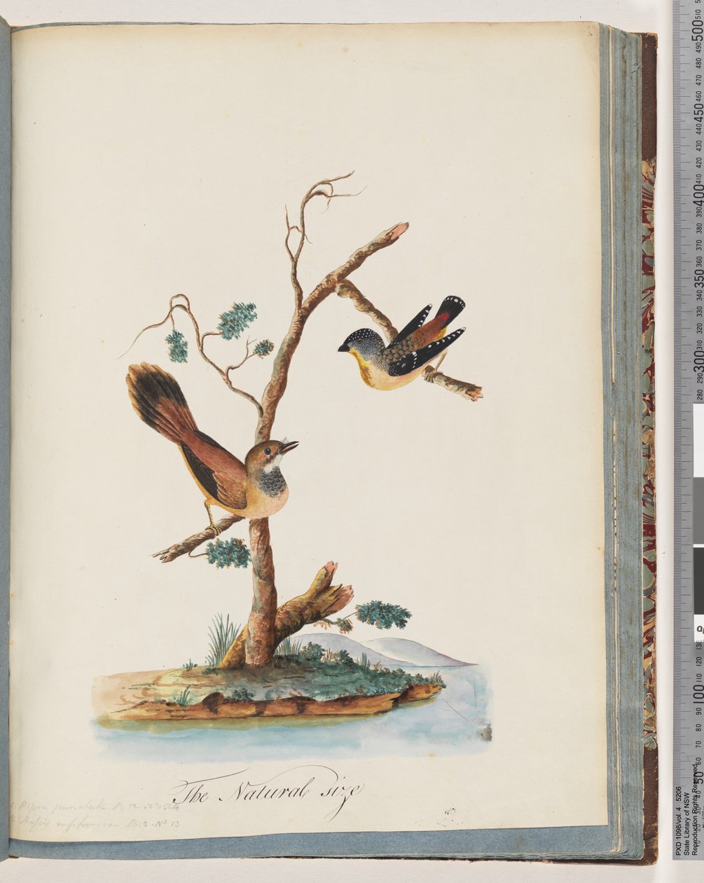 Sida 72. 1. Fläckig Pardalote. Pipra punctata 2. Oidentifierad fågel. Muscicapa rufifrom av Unknown artist