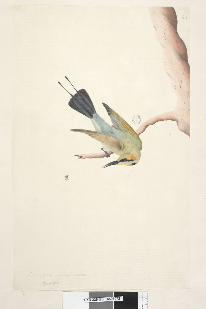 Sida 73. Merops. ovan titel i annan hand november. Naturlig storlek Regnbågsfågel Merops ornatus, 1791-92 av Unknown artist