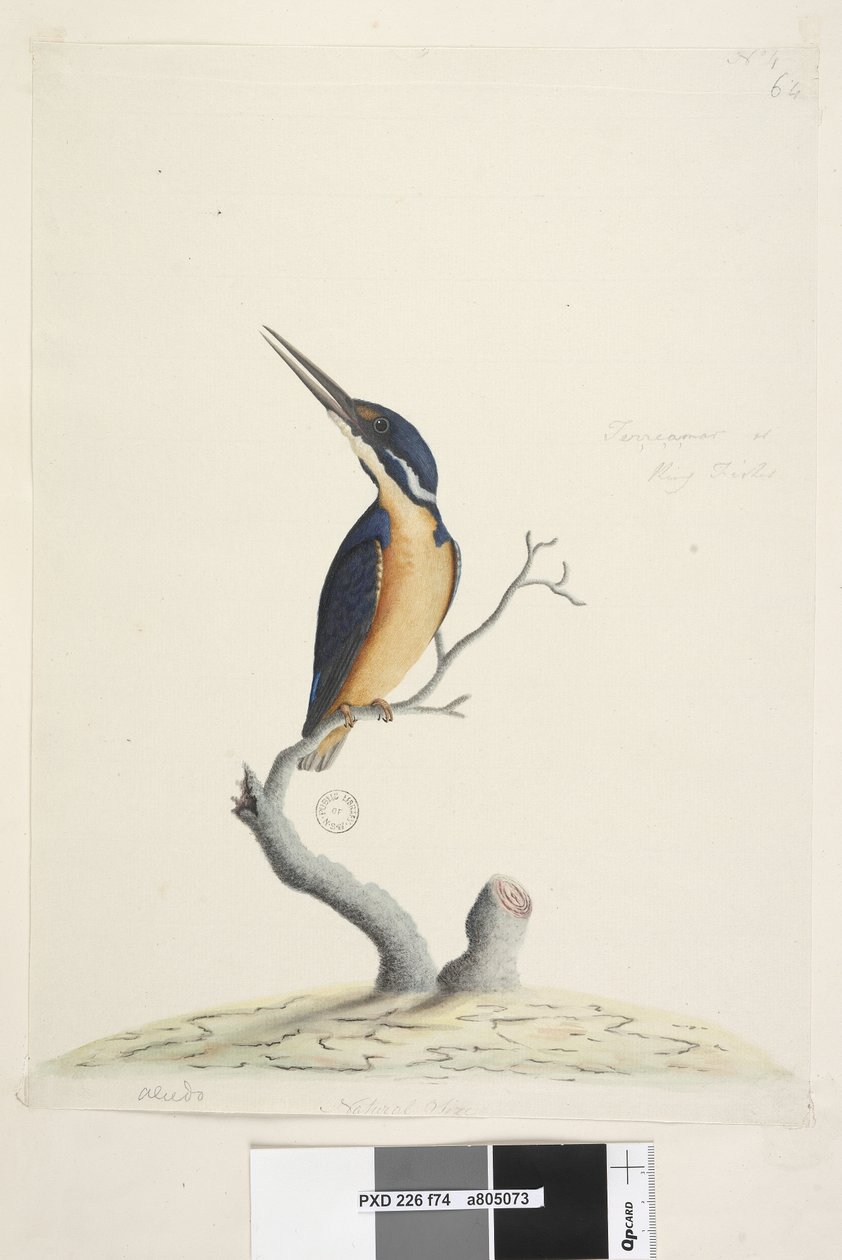 Sida 74. Ter,re,a,mar eller King Fisher. nere till vänster i annan hand Alcedo. i nedre mitten i tredje hand Naturlig storlek Azure Kingfisher Alyone azurea, 1791-92 av Unknown artist