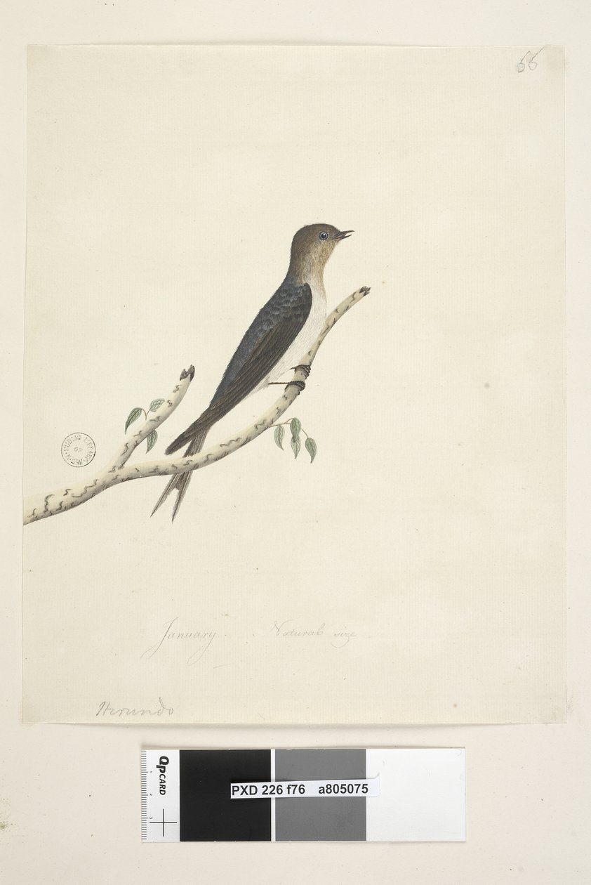 Sida 76. Hirundo. i nedre mitten i annan hand Januari Naturlig storlek Welcome Swallow Hirundo neoxena, 1791-92 av Unknown artist