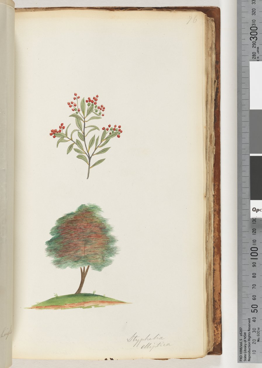 Sida 76. Styphelia elliptica/Trädkvasthed av Unknown artist
