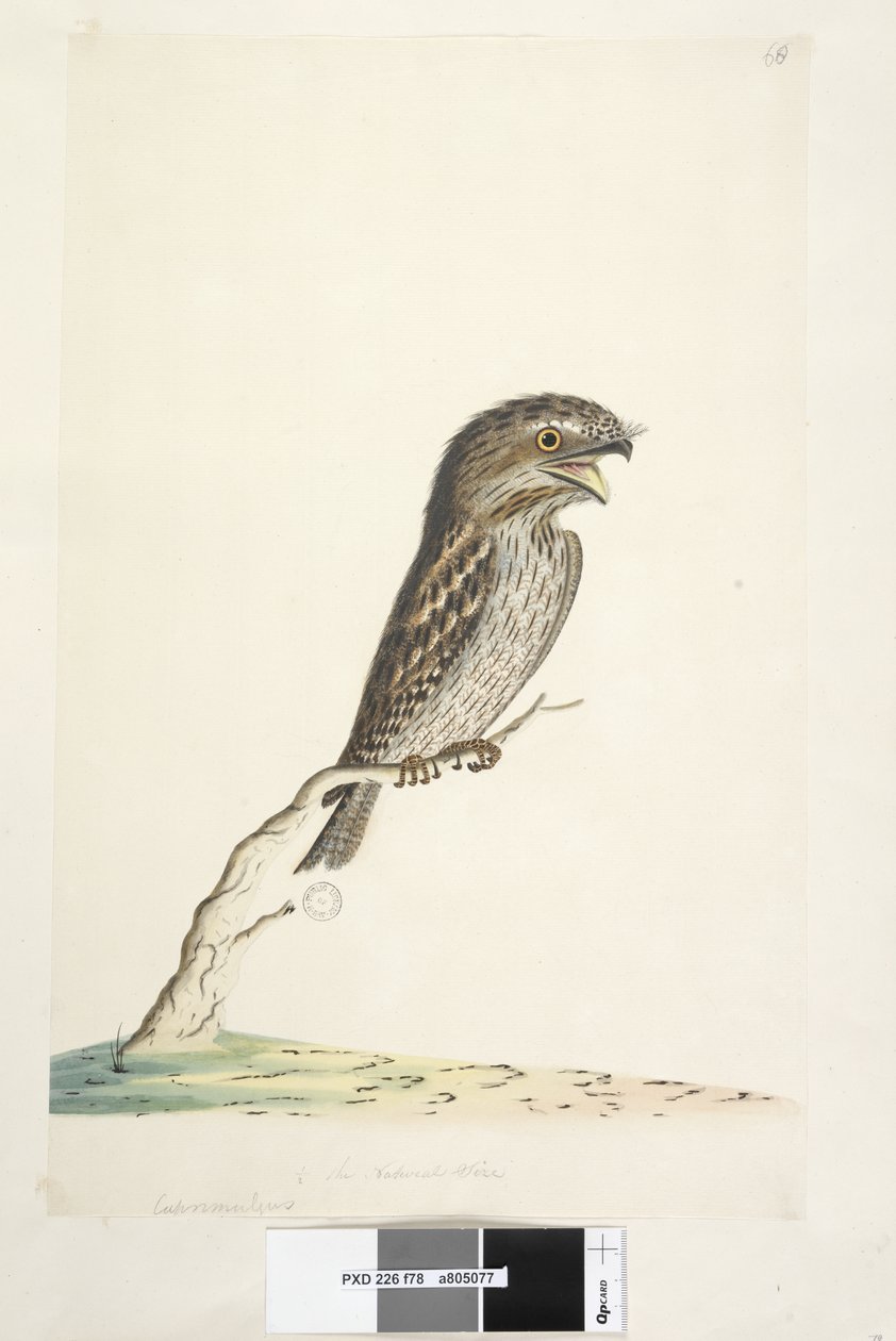 Sida 78. Caprimulgus. i nedre mitten i annan hand 1/2 den naturliga storleken Tawny Frogmouth Podargus strigoides, 1791-92 av Unknown artist