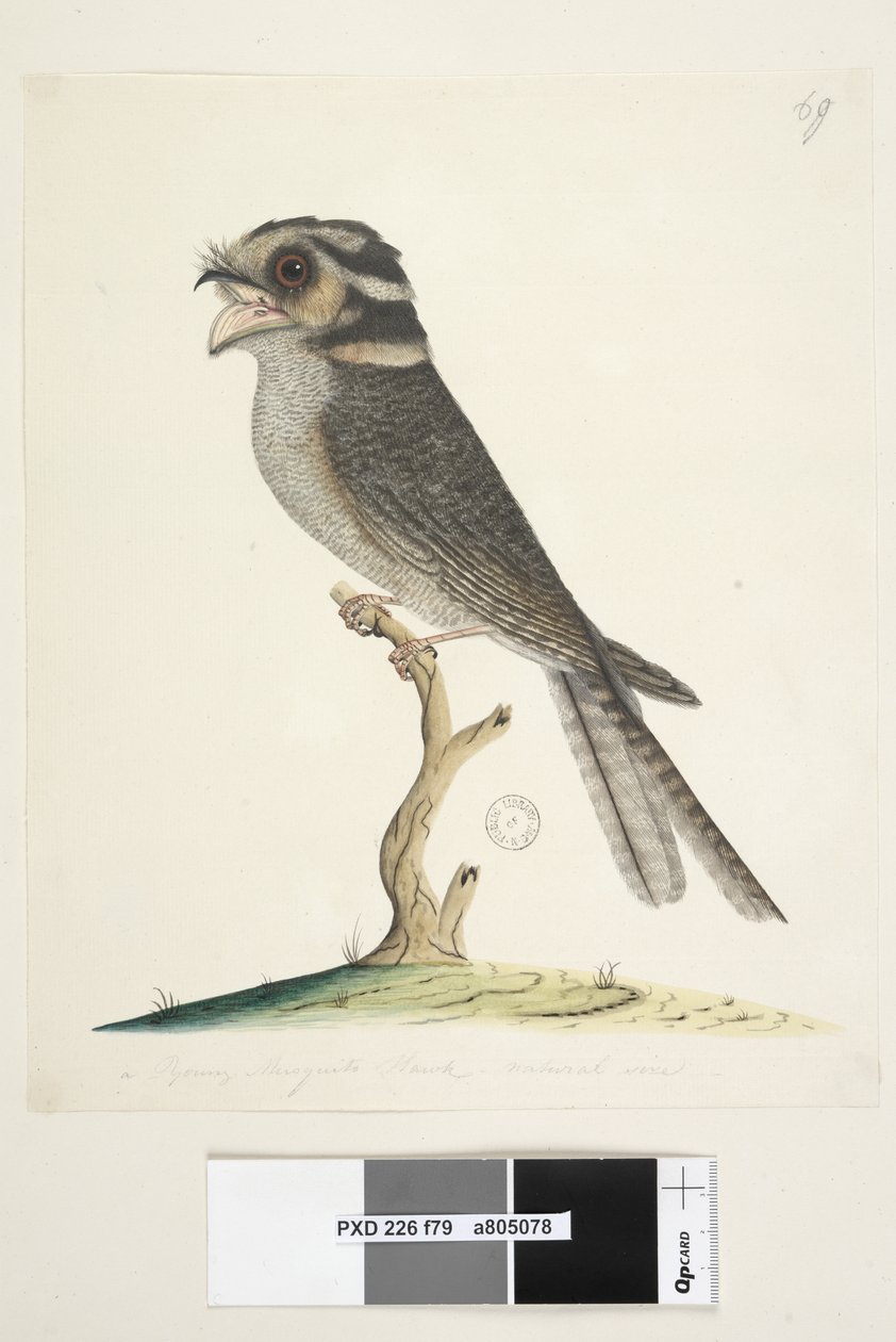 Sida 79. En ung mygghök, naturlig storlek Owlet Nightjar Aegotheles cristatus, 1791-92 av Unknown artist