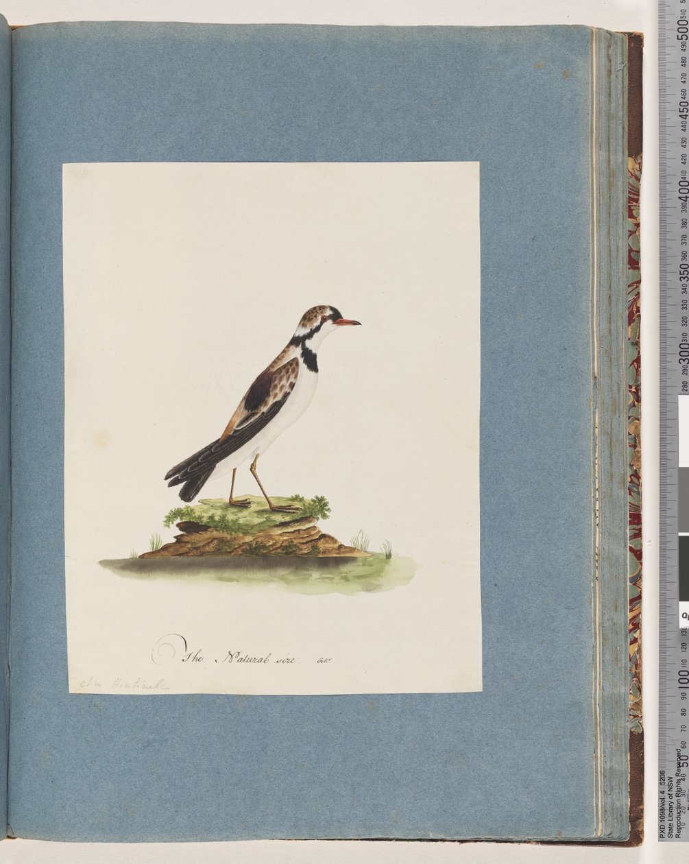 Sida 79. Svartfräsad Dotterel. Charadrius Hiaticula av Unknown artist