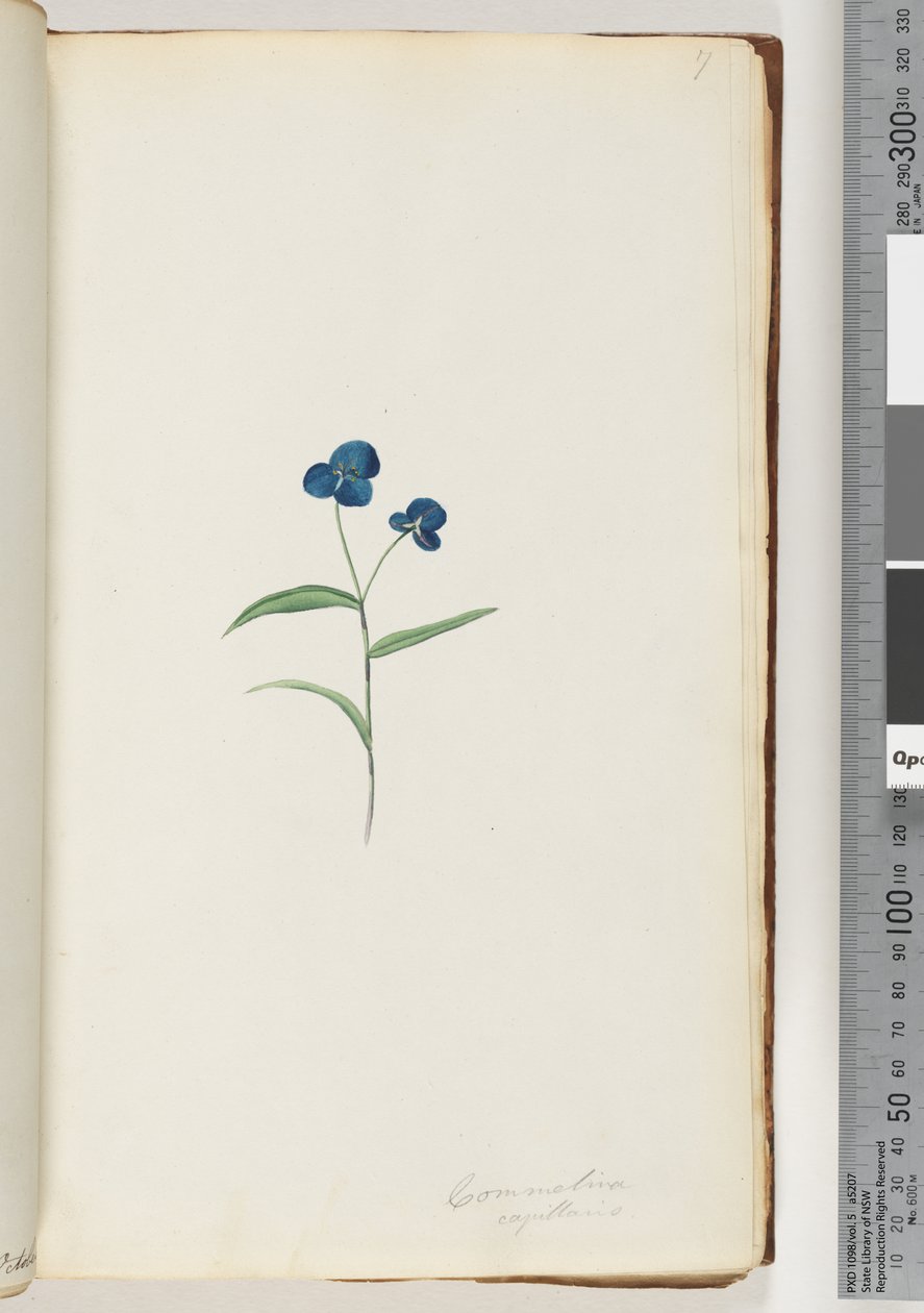 Sida 7. Comelina capillaris av Unknown artist