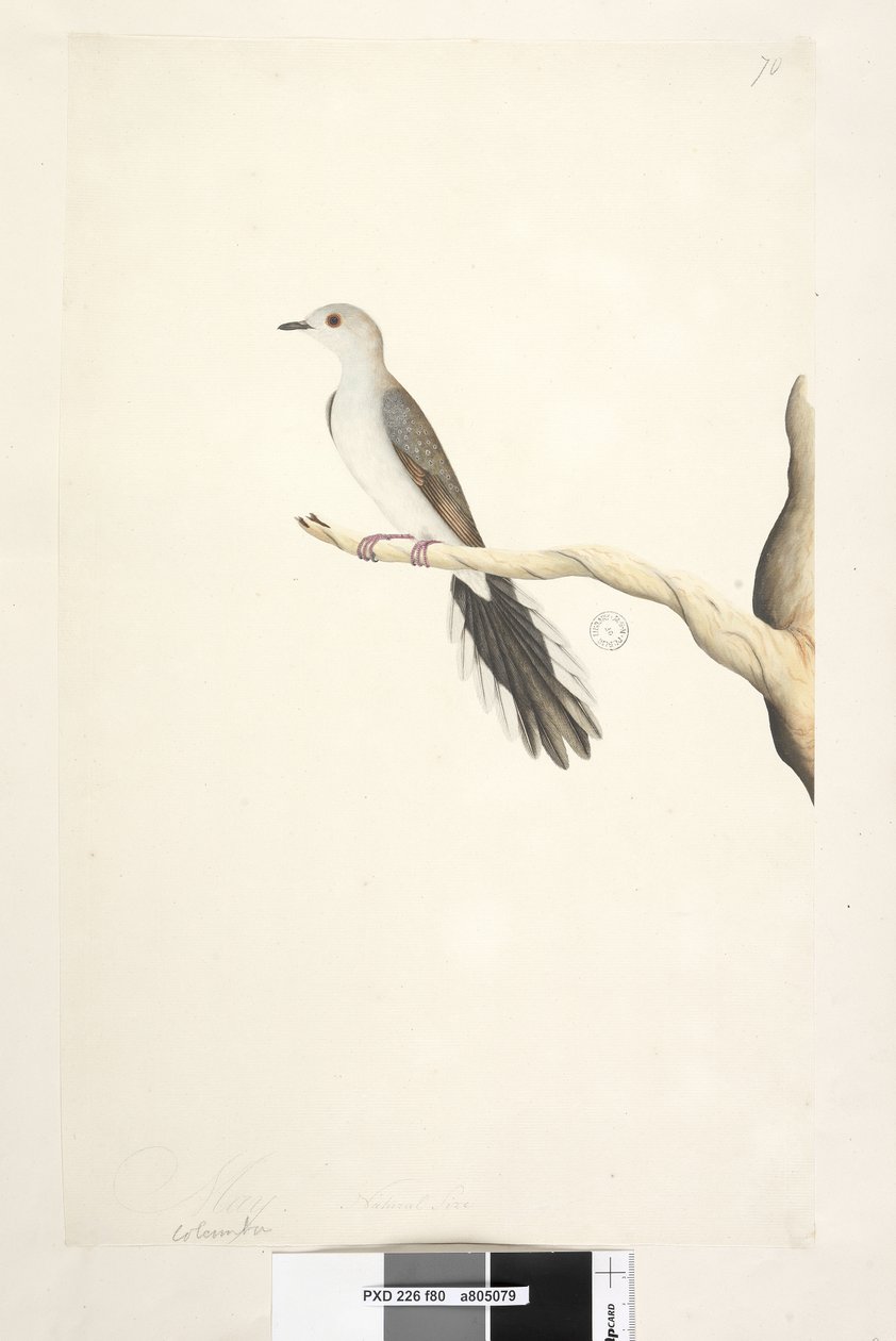 Sida 80. Columba. ovan titel i annan hand maj. Naturlig storlek Diamond Dove Geopelia cuneata, 1791-92 av Unknown artist
