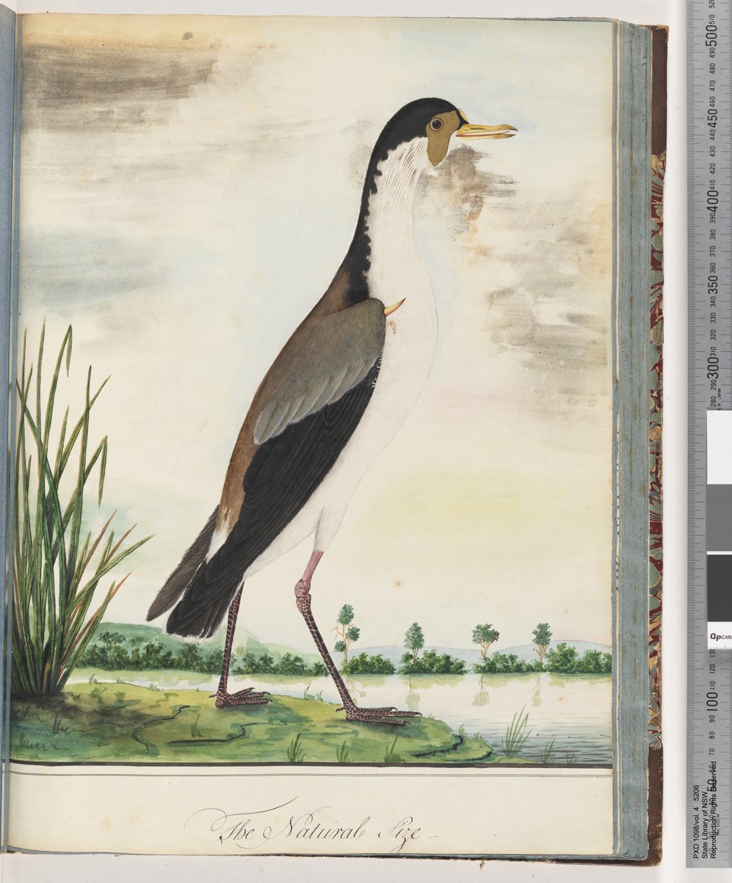 Sida 80. Maskvipa eller sporre, bevingad Plover av Unknown artist