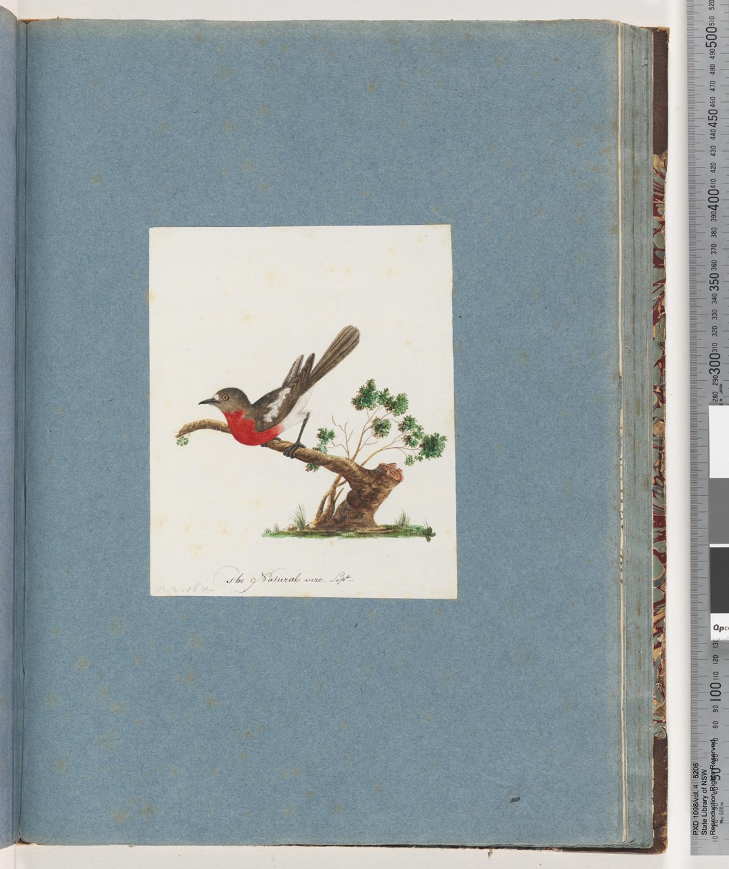 Sida 81. Scarlet Robin av Unknown artist