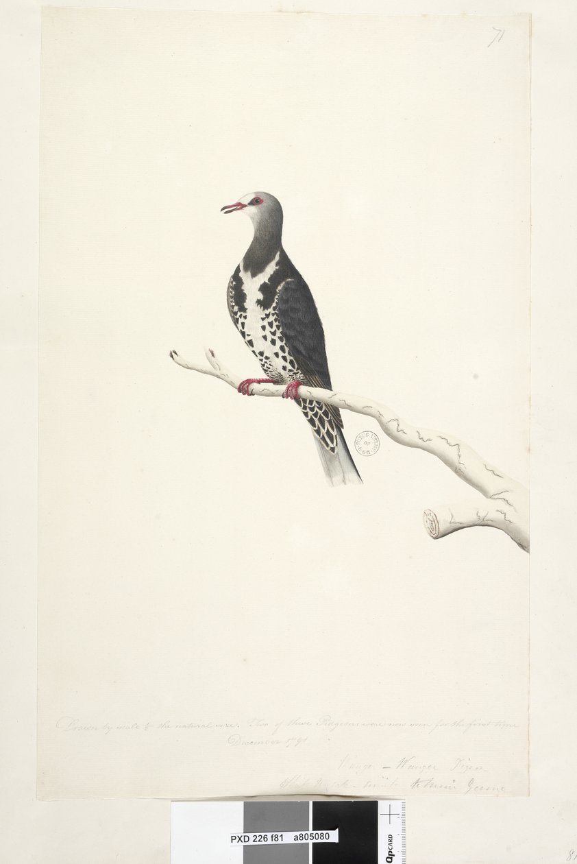 Sida 81. Wunga, Wungee Pigeon. Ritad i skala 1/2 naturlig storlek. Två av dessa Pidgeons sågs nu för första gången december 1791... liknande... Wonga Pigeon Leucosarcia melanoleuca, 1791-92 av Unknown artist