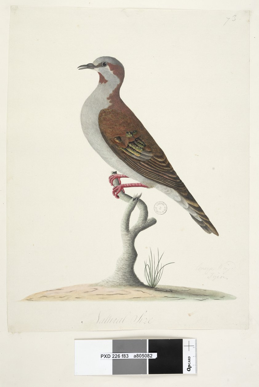Sida 83. Bronsvingad duva. i nedre mitten i annan hand Naturlig storlek Borste Bronzewing Pigeon Phaps elegans, 1791-92 av Unknown artist