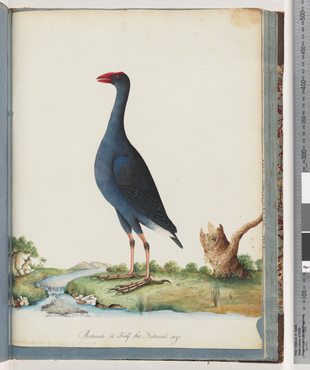 Sida 84. Lila Träsk. Lila Gallinule av Unknown artist