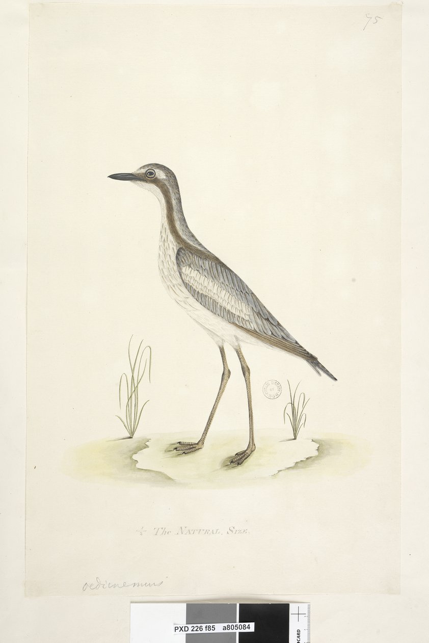 Sida 85. Oedicnemus. i nedre mitten i annan hand 1/2 den naturliga storleken Southern Stone, Curlew Burhinus magnirostris, 1791-92 av Unknown artist