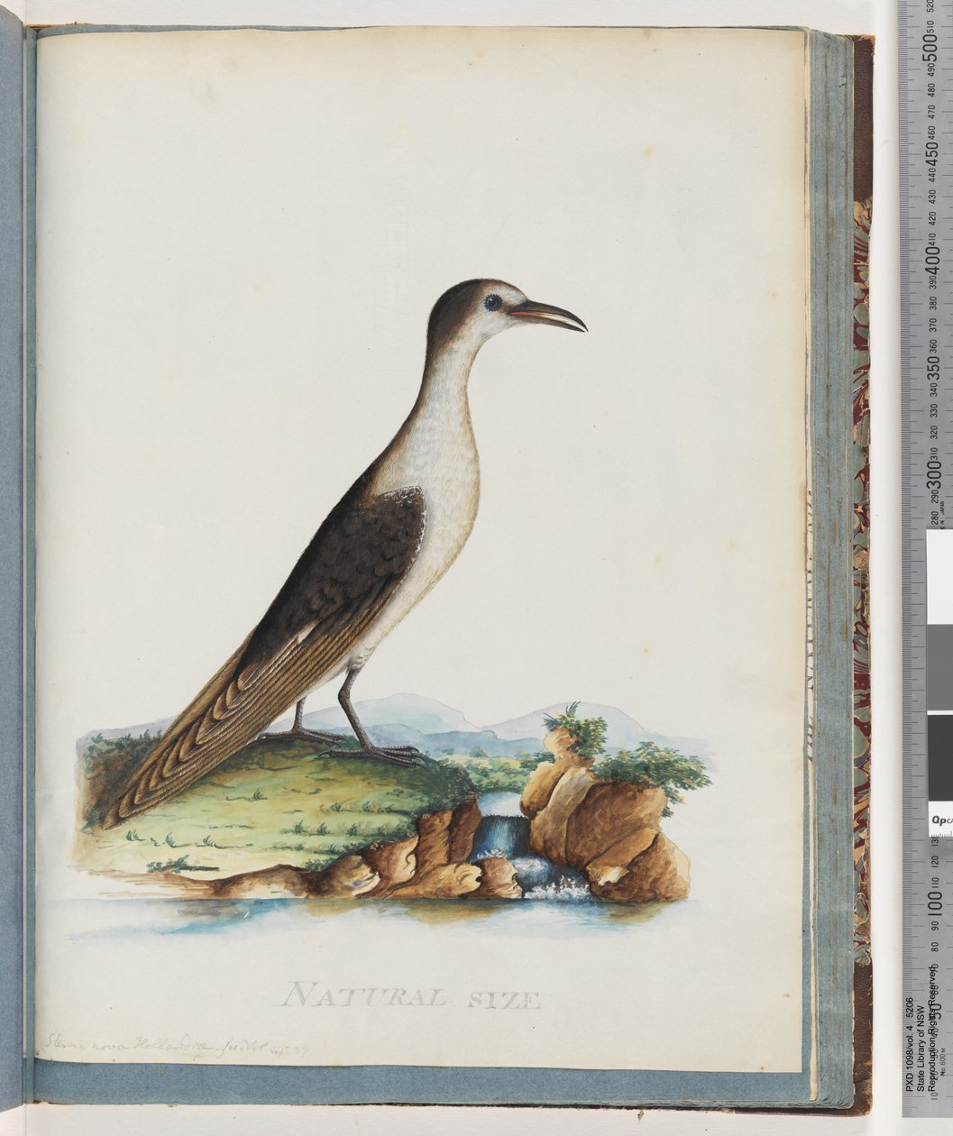 Sida 85. Sottärna. Sterna nova Hollandae. New Holland Tern av Unknown artist