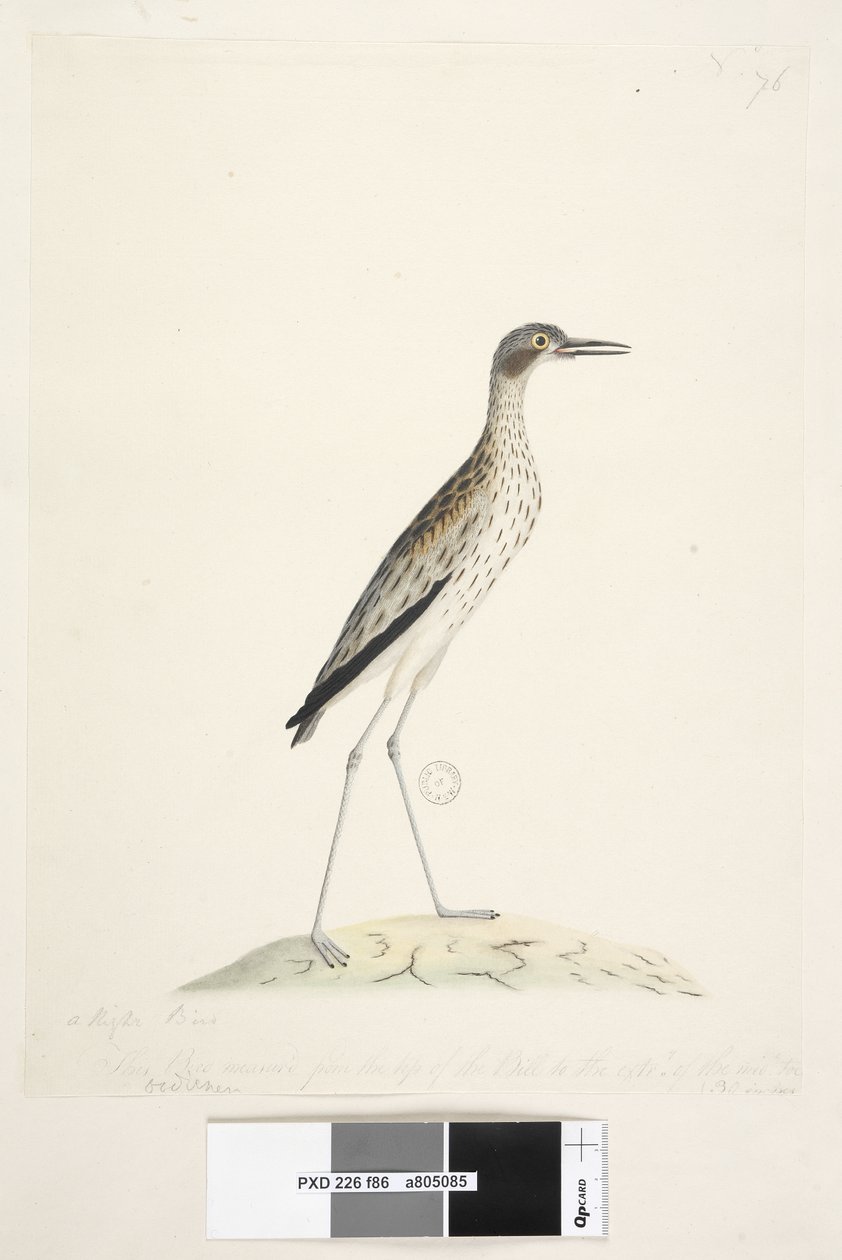 Sida 86. En nattfågel. Oedicnemus. längs nedre kant i annan hand Denna fågel mätt från spetsen av näbben till ytterkanten. av midl. tå 30 tum Southern Stone, Curlew Burhinus magnirostris, 1791-92 av Unknown artist