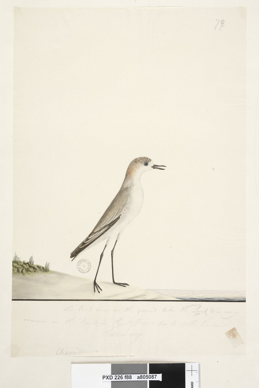 Sida 88. Charadrius. under ramlinjen i annan hand. Den här fågeln springer på marken som sandlärkan och är mycket vanlig på sanden i hamnens olika delar. under denna i tredje hand Naturlig storlek Röd, kappad Dotterel Charadrius alexandrinu av Unknown artist