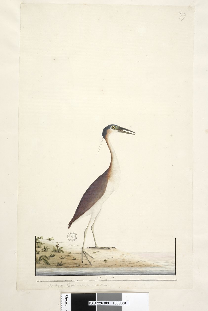 Sida 89. Ardea ..?.. Nankeen Night, Heron Nycticorax caledonicus, 1791-92 av Unknown artist