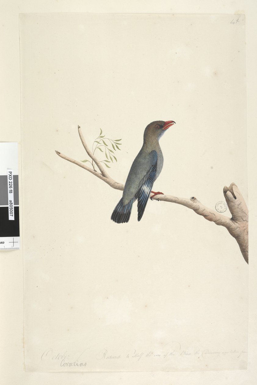 Sida 8. Coraciae. längs nedre kanten i olika hand oktober. Minskad till hälften så stor som fågeln togs teckningen från Dollar, Bird Eurystomus orientalis, 1791-92 av Unknown artist