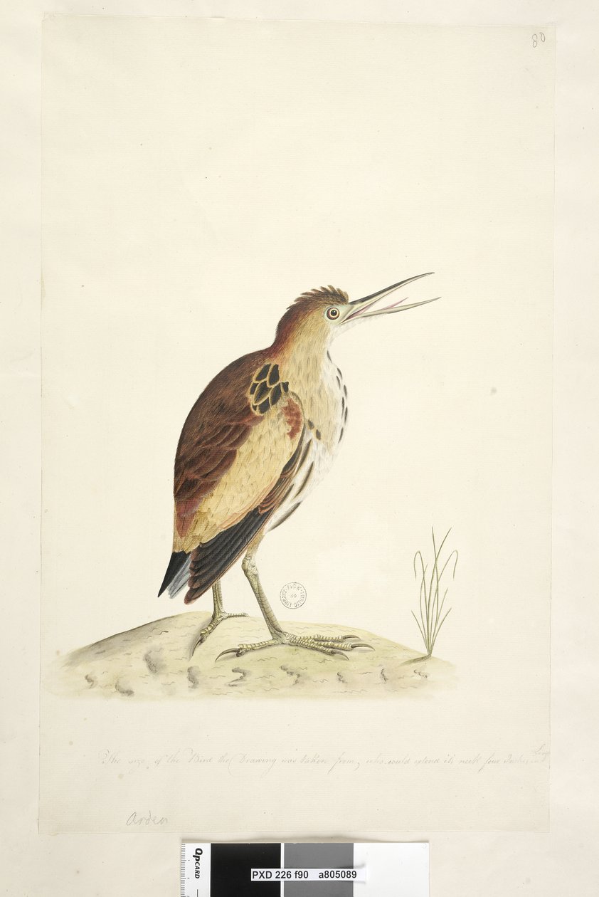 Sida 90. Ardea. längs nedre kanten i annan hand Storleken på fågeln som teckningen togs från, som kunde sträcka ut halsen fyra tum lång Lilla bittern Ixobrychus minutus, 1791-92 av Unknown artist