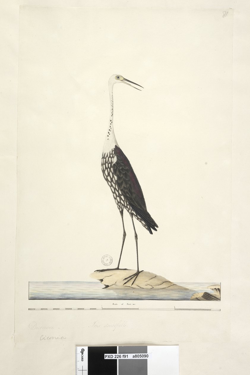 Sida 91. Ciconia. ovan titel i annan hand December, iris tvivelaktig Vit, Halshäger Ardea pacifica Notophoyx pacifica, 1791-92 av Unknown artist
