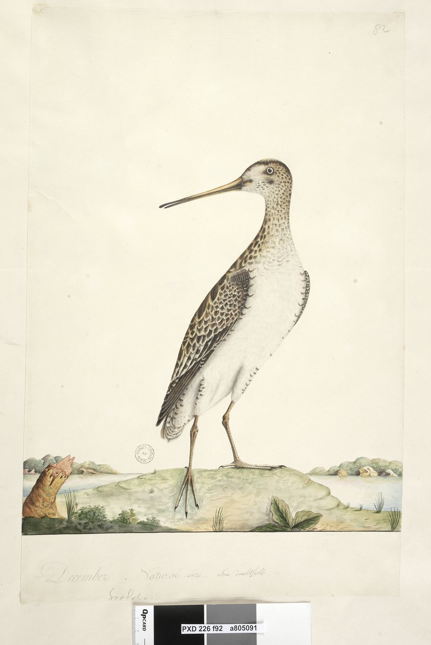 Sida 92. Scolopax. ovan titel i annan hand december. Naturlig storlek, iris tveksam japansk snipa Gallinago hardwickii, 1791-92 av Unknown artist