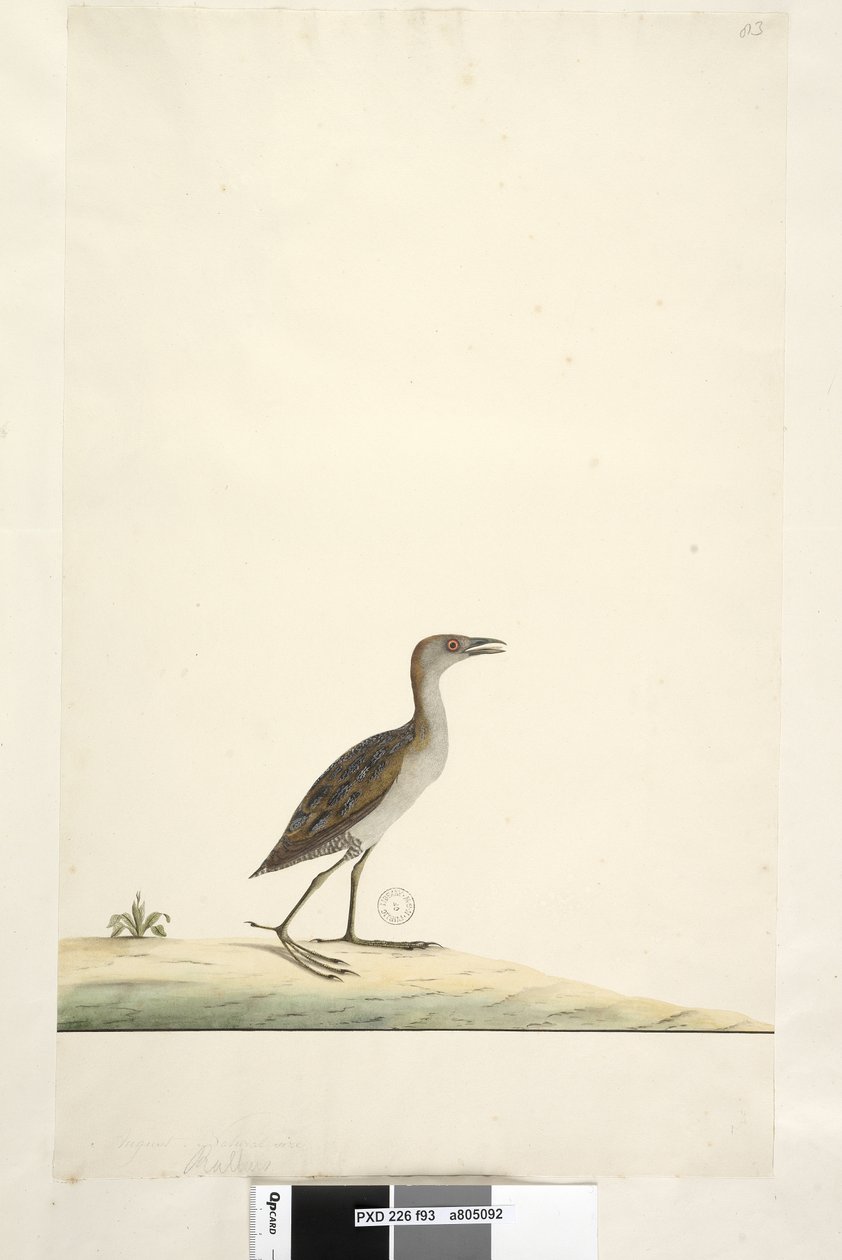 Sida 93. Rallus. ovan titel i annan hand augusti. Naturlig storlek Marsh Crake Porzana pusilla, 1791-92 av Unknown artist